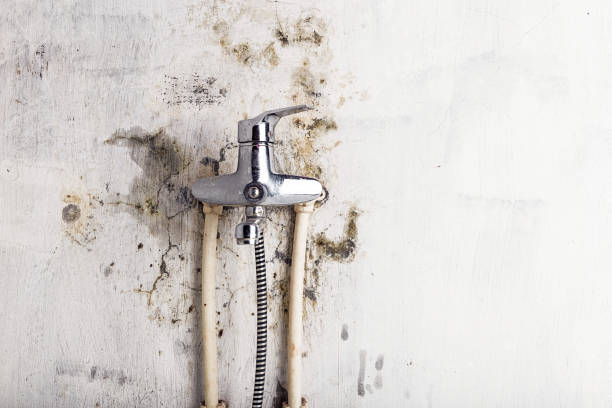 Best Mold Testing  in Harper Woods, MI