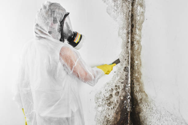Mold Removal and Inspection in Harper Woods, MI
