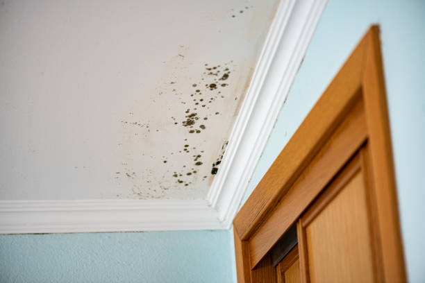 Best Local Mold Removal Service  in Harper Woods, MI