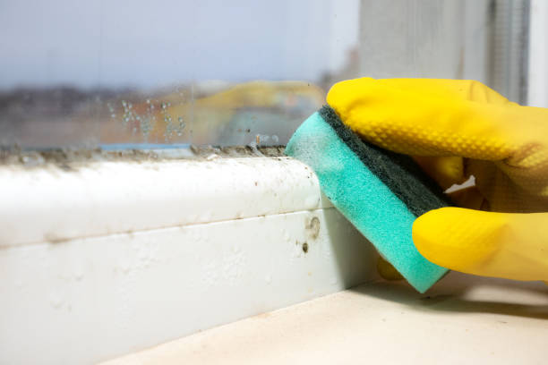 Best Mold Removal Company Near Me  in Harper Woods, MI