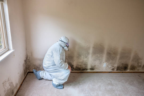 Best Residential Mold Removal  in Harper Woods, MI