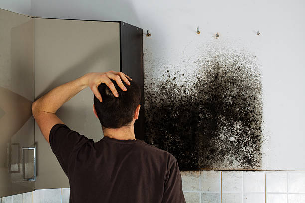Best Mold Removal and Inspection  in Harper Woods, MI