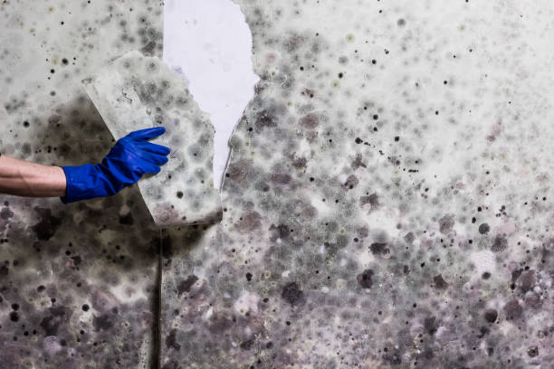 Trusted Harper Woods, MI Mold Removal Experts