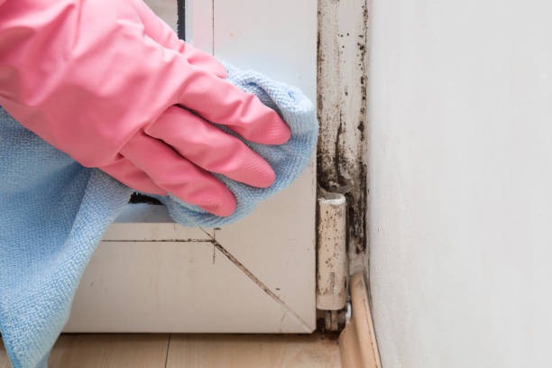 Crawl Space Mold Removal in Harper Woods, MI