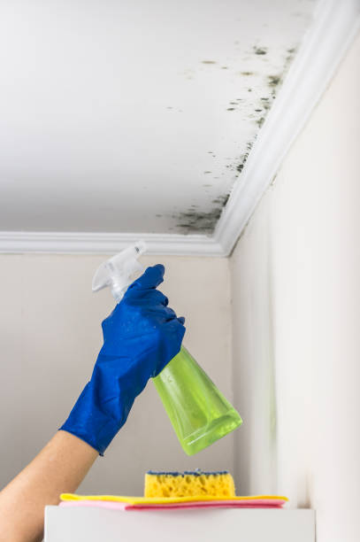 Best Home Mold Removal  in Harper Woods, MI