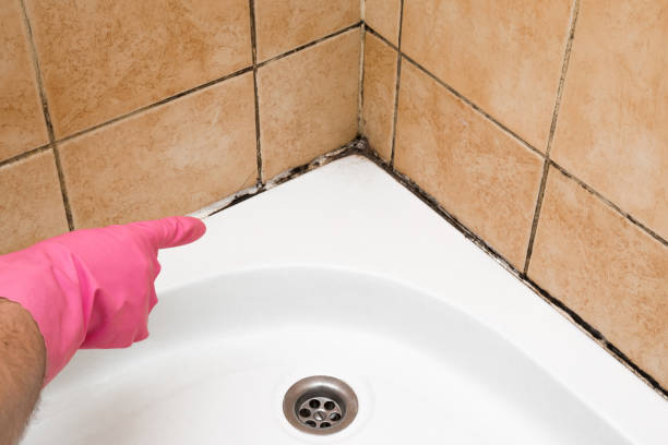 Best Mold Testing  in Harper Woods, MI
